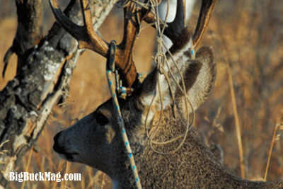 big buck magazine