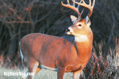 big buck magazine