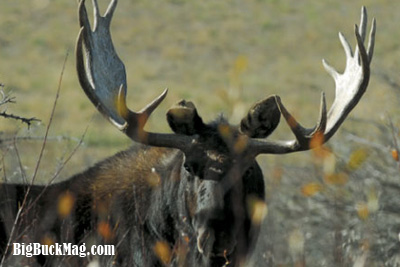big buck magazine