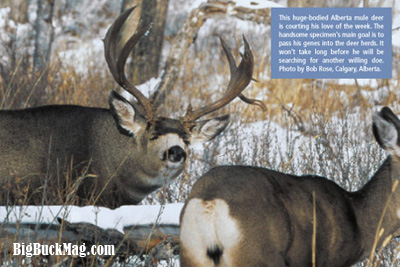 big buck magazine