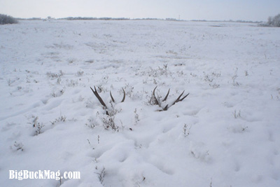 big buck magazine shed images