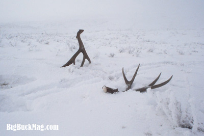 big buck magazine shed images