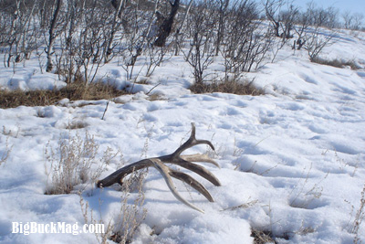 big buck magazine shed images