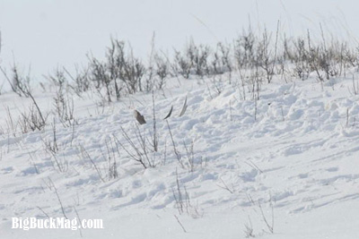 big buck magazine shed images