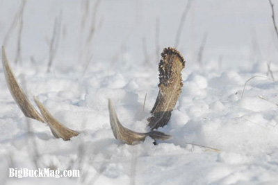 big buck magazine shed images