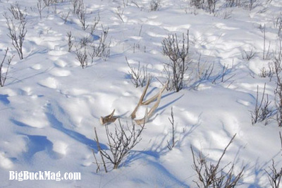 big buck magazine shed images