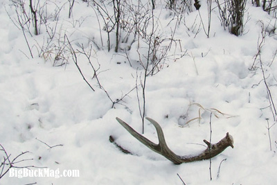 big buck magazine shed images